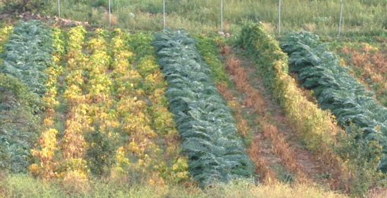 Cultivos Familia del Río