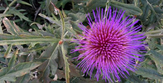 Flor del Cardo Rojo de Ágreda