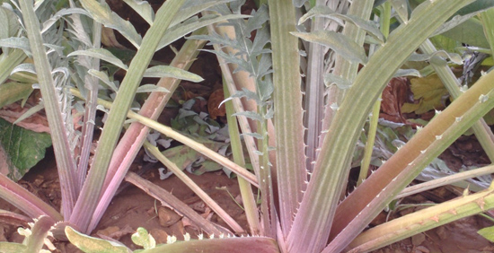 Primer plano Cardo Rojo de Ágreda